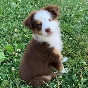 Meet your Posher, Lucy